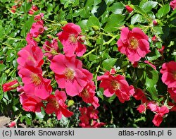 Rosa hort. Stadt Rom