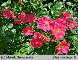 Rosa hort. Stadt Rom