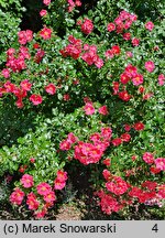 Rosa hort. Stadt Rom