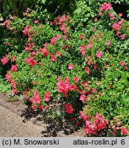 Rosa hort. Stadt Rom