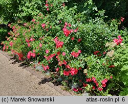 Rosa hort. Stadt Rom