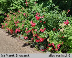 Rosa Stadt Rom