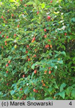 Elaeagnus multiflora (oliwnik kwietny)