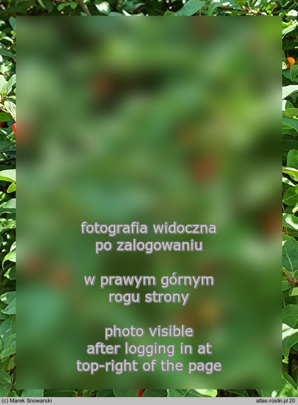 Elaeagnus multiflora (oliwnik kwietny)