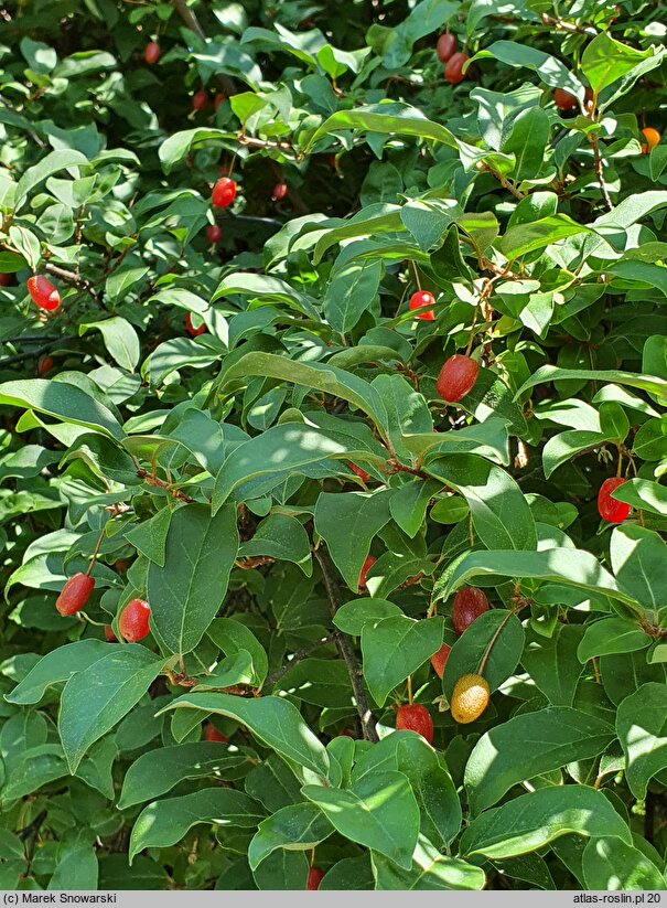 Elaeagnus multiflora (oliwnik kwietny)