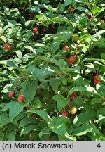 Elaeagnus multiflora (oliwnik kwietny)