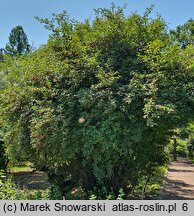 Elaeagnus multiflora (oliwnik kwietny)