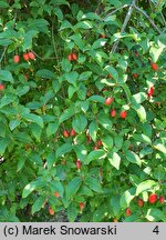 Elaeagnus multiflora (oliwnik kwietny)