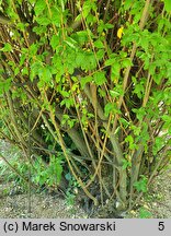 Elaeagnus multiflora (oliwnik kwietny)