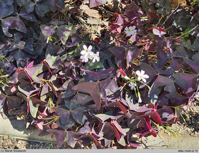 Oxalis triangularis (szczawik trójkątny)