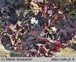 Oxalis triangularis (szczawik trójkątny)