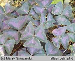 Oxalis triangularis (szczawik trójkątny)