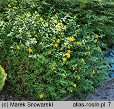 Hypericum Hidcote