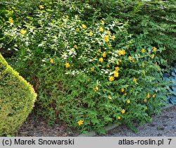 Hypericum Hidcote