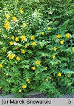 Hypericum Hidcote