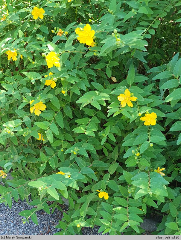 Hypericum Hidcote