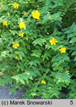 Hypericum Hidcote