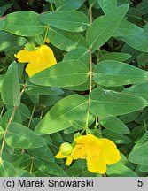 Hypericum Hidcote