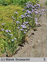 Linum hirsutum (len włochaty)