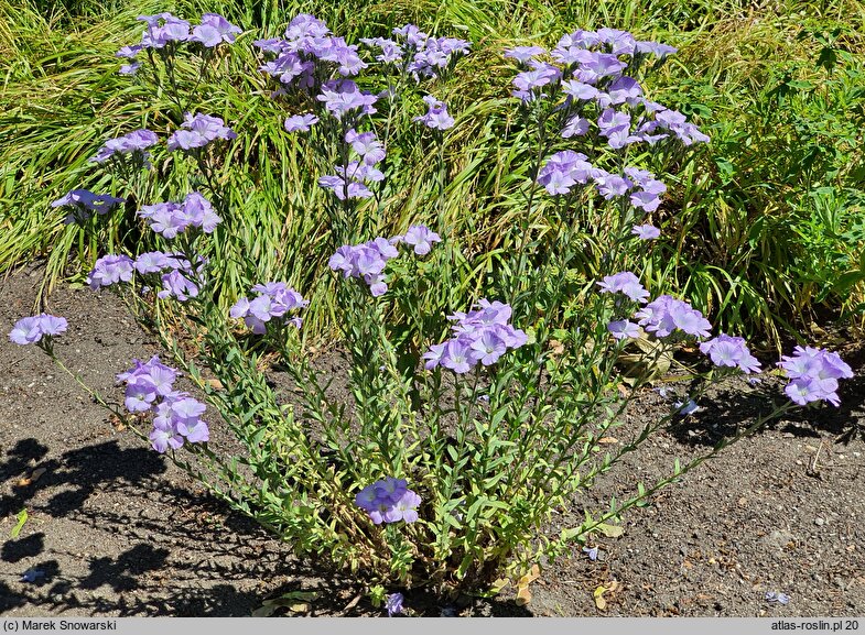 Linum hirsutum (len włochaty)