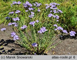 Linum hirsutum (len włochaty)