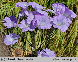 Linum hirsutum (len włochaty)