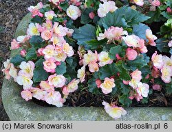 Begonia Bicolor