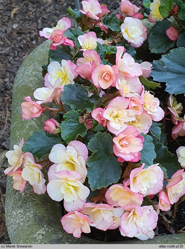 Begonia Bicolor