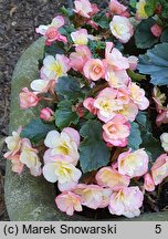 Begonia Bicolor