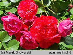 Rosa hort. Merkury 2000