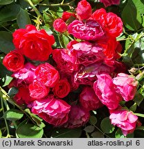Rosa hort. Merkury 2000