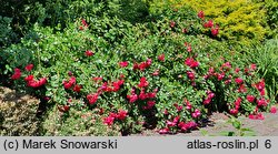 Rosa hort. Merkury 2000