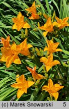 Hemerocallis ×hybrida Chopin
