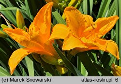 Hemerocallis Chopin