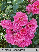 Rosa hort. Heidetraum