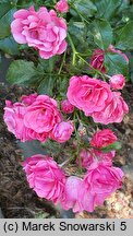 Rosa hort. Heidetraum