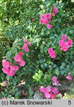 Rosa hort. Heidetraum