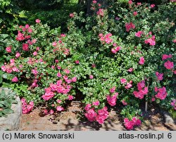Rosa hort. Heidetraum