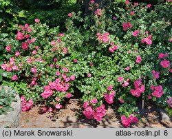 Rosa Heidetraum