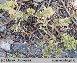 Petrosedum sediforme (rozchodnik nicejski)