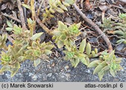 Petrosedum sediforme (rozchodnik nicejski)