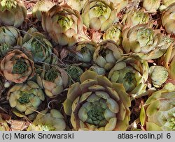 Sempervivum Faraon