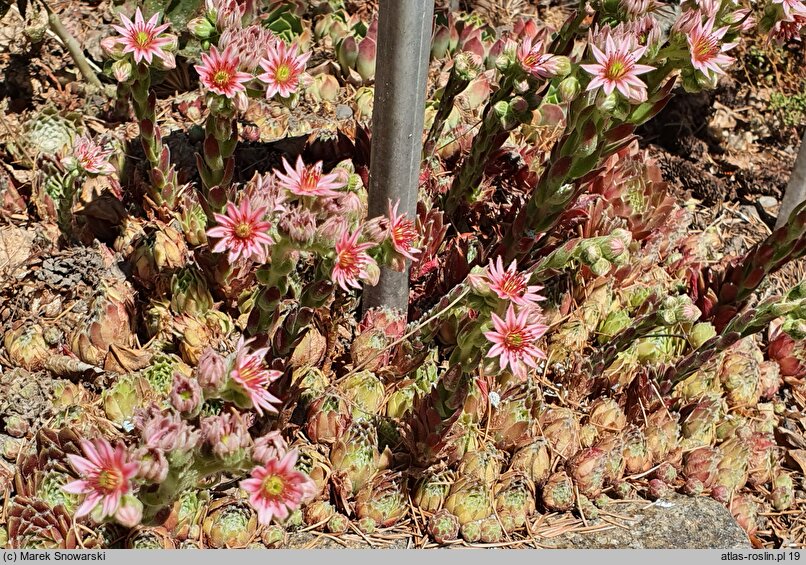 Sempervivum Commander Hay