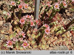 Sempervivum Commander Hay