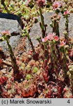 Sempervivum Commander Hay