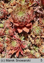 Sempervivum Commander Hay