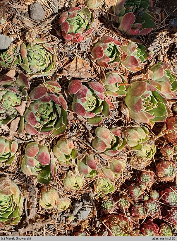 Sempervivum heuffelii (rojnik Heuffela)