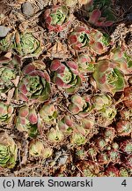 Sempervivum heuffelii (rojnik Heuffela)