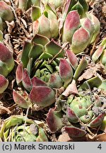 Sempervivum heuffelii (rojnik Heuffela)