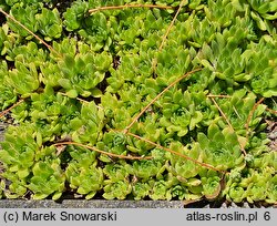 Sempervivum charadzeae